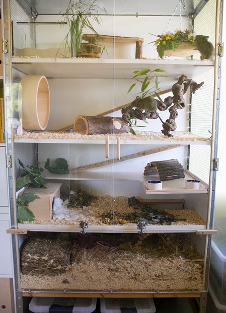 Degu Käfig Mindestmaß Beispiel