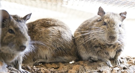 Gruppe von Degus