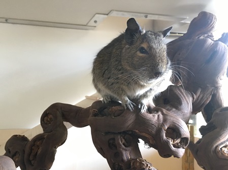 Degu auf Weinrebe, Einrichtung Beispiel