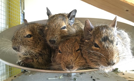Degu-Kuschelhaufen, kuschelnde Degus