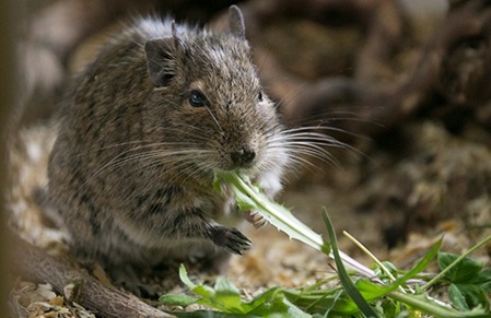 Degu frisst frischen Löwenzahn
